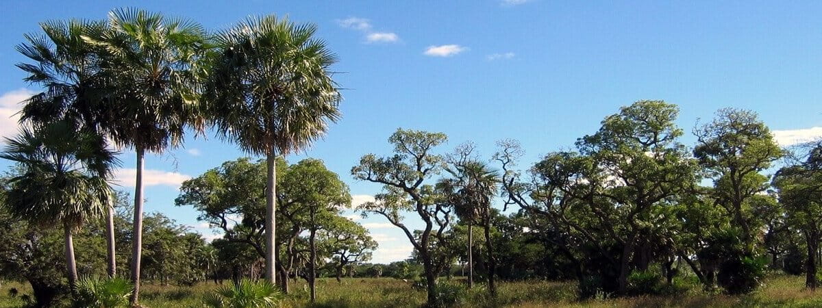 New Paraguay law aims to improve carbon credit market