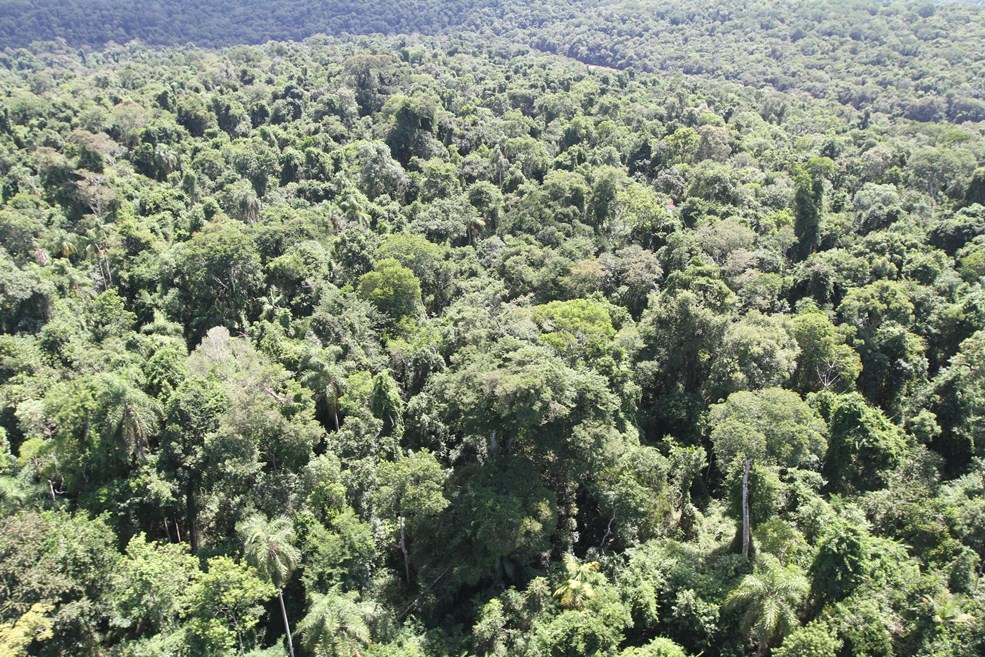 Paraguay secures more than USD 10 million through carbon credits and has over 400,000 hectares under certification process
